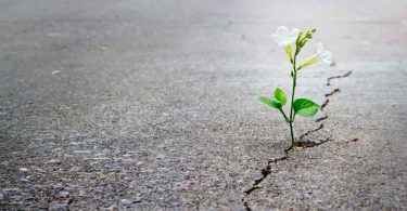วิธีในการใช้ Hope